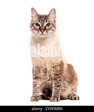 Hauskatze mit Kreuzungen, die auf weißem Hintergrund sitzt und in die Kamera blickt Stockfoto