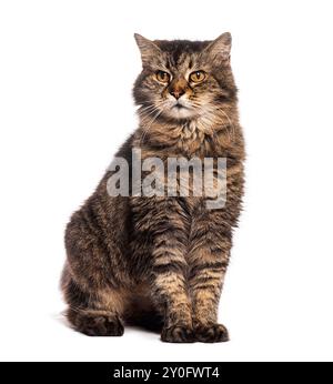 19 Jahre alte Grumpy Tabby europäische Katze sitzt und schaut weg, isoliert auf weiß Stockfoto