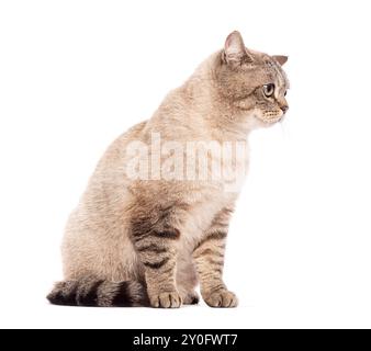 Erwachsene Tabbykatze, die im Profil sitzt und aufmerksam zur Seite blickt, isoliert auf weiß Stockfoto