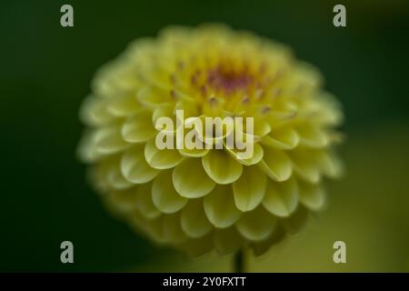 Üppige bunte gelbe weiße Dahlienblume aus nächster Nähe Stockfoto
