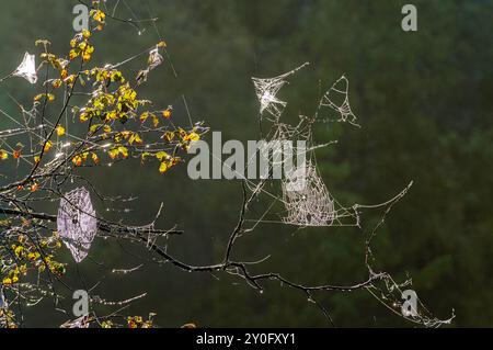 Zarte Spinnennetze schimmern vor Tau, während sie sich anmutig über die lebhaften Herbstblätter ziehen und eine magische Atmosphäre am frühen Morgen schaffen Stockfoto