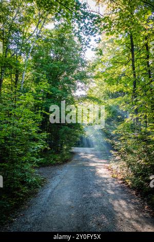 Schotterpfad, der sich durch hohe Bäume schlängelt, mit Licht, das sanft durch die Blätter filtert, und schafft eine ruhige und natürliche Atmosphäre. Stockfoto