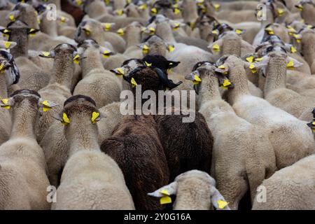 Schafherde bei Sant Gil Festivity. Vall de Núria (Pyrenäen), El Ripollès, Girona, Katalonien, Spanien, Europa. Stockfoto