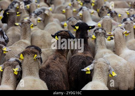 Schafherde bei Sant Gil Festivity. Vall de Núria (Pyrenäen), El Ripollès, Girona, Katalonien, Spanien, Europa. Stockfoto