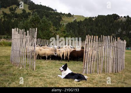 Schäferhund-Ausstellung auf der Sant Gil Festivity. Vall de Núria (Pyrenäen), El Ripollès, Girona, Katalonien, Spanien, Europa. Stockfoto