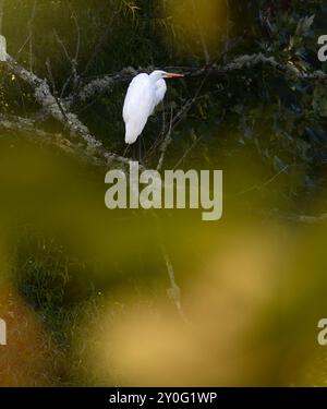 Ein schneebedeckter Reiher (Egretta Chula) thront auf einem Baum über einem Teich in Flat Rock, North Carolina. Stockfoto