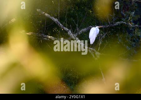 Ein schneebedeckter Reiher (Egretta Chula) thront auf einem Baum über einem Teich in Flat Rock, North Carolina. Stockfoto