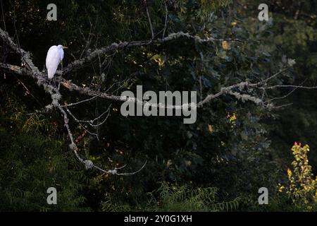 Ein schneebedeckter Reiher (Egretta Chula) thront auf einem Baum über einem Teich in Flat Rock, North Carolina. Stockfoto