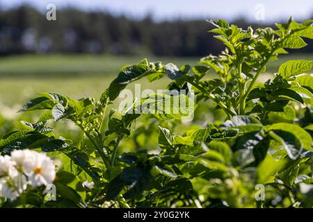 Kartoffelfeld mit grünen Büschen blühender Kartoffeln, landwirtschaftliches Feld mit Kartoffeln in der Sommersaison Stockfoto