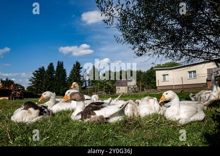 Enten in einem Hof bei Kratzeburg in Mecklenburg-Vorpommern am 24. August 2024. Reiseziel Mecklenburg-Vorpommern *** Enten auf einem Hof bei Kratzeburg in Mecklenburg-Vorpommern am 24. August 2024 Ziel Mecklenburg-Vorpommern Stockfoto