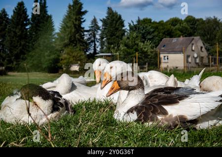 Enten in einem Hof bei Kratzeburg in Mecklenburg-Vorpommern am 24. August 2024. Reiseziel Mecklenburg-Vorpommern *** Enten auf einem Hof bei Kratzeburg in Mecklenburg-Vorpommern am 24. August 2024 Ziel Mecklenburg-Vorpommern Stockfoto