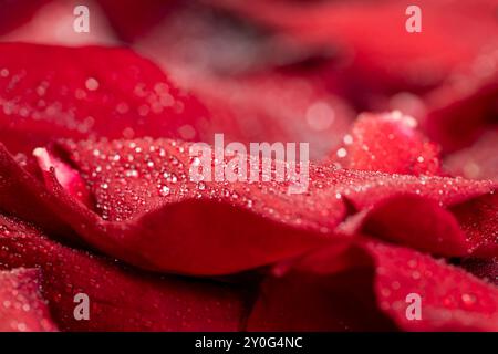 Eine große Anzahl roter Blütenblätter aus einer Rose im Wasser, rote Blütenblätter eines Rosenknospens, bedeckt mit Wassertropfen Stockfoto