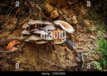 Pilze, die zwischen Bäumen wachsen und gefallene Blätter im britischen Wald Stockfoto