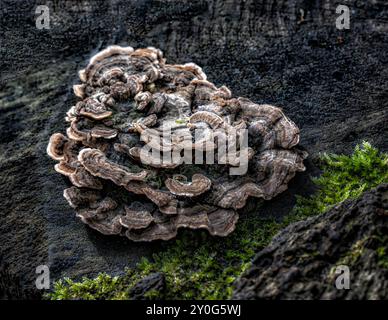 Pilze, die zwischen Bäumen wachsen und gefallene Blätter im britischen Wald Stockfoto