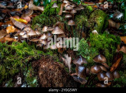 Pilze, die zwischen Bäumen wachsen und gefallene Blätter im britischen Wald Stockfoto