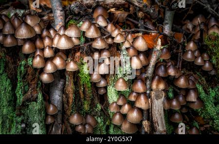 Pilze, die zwischen Bäumen wachsen und gefallene Blätter im britischen Wald Stockfoto