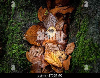 Nahaufnahme von herabfallenden Herbstblättern gegen Baummoos. Stockfoto