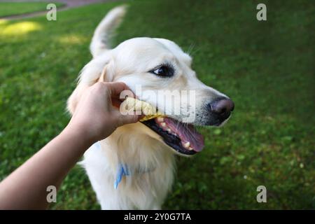 Besitzer gibt Spielzeug für den niedlichen Golden Retriever Hund draußen, Nahaufnahme Stockfoto