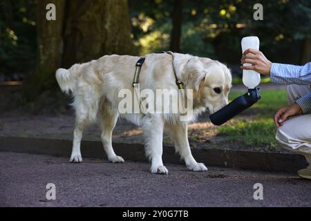 Die Besitzerin gibt ihrem niedlichen Golden Retriever-Hund Wasser auf der Stadtstraße, Nahaufnahme Stockfoto