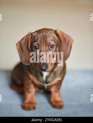 Niedliches Dackelpuppie, das auf hellem Hintergrund in die Kamera schaut. Stockfoto