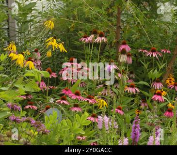 Ein Hüttengarten voller blühender Liatris, lila Koneflower, gemeiner Milkweed, Black Eyed Susans, Bienenbalsam, Turtlehead, Allium und Prairie Conef Stockfoto