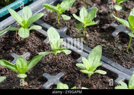 Keimling-Steckpflanzen wachsen in Kunststoff-Steckpflanzen gefüllt mit Topfkompost auf Gewächshausinszenierung in einem Gewächshaus, Großbritannien. Stockfoto