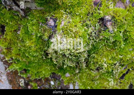 Eurhynchium paraelongum Moos wächst auf der Rinde eines alten Apfelbaums, Großbritannien. Stockfoto