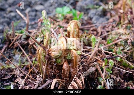 Auftauchende Farnwedel einer männlichen Farn-Dryopteris filix-mas-Pflanze, die in einer schattigen Gartengrenze wächst, großbritannien. Stockfoto