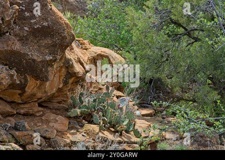 Kaktuskaktus blüht auf einem Steinvorsprung im Mesa Verde Nationalpark Stockfoto