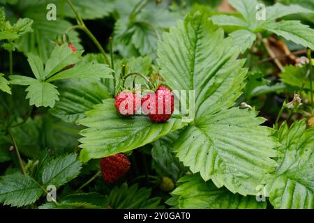 Alpine Erdbeerpflanzen mit Erdbeeren, die in einer Gartengrenze mit Wildblumen wachsen, Großbritannien. Stockfoto