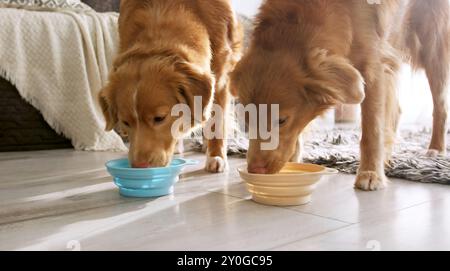 Wunderschönes Paar toller Retriever-Hunde, die Wasser aus Schüsseln im Zimmer trinken Stockfoto