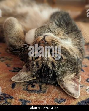 Eine Nahaufnahme von süßen, jungen, tabbygen Katzenkatzen, die kopfüber liegen, weißen Bauch auf Teppichteppich, der direkt in Kamerakontakt blickt Stockfoto