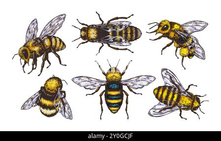 Vintage Honigbiene. Handgezeichnete Insektenskizze, isoliertes Tattoo. Schwarz-weiße Tierbilder, Linie Natur. Farbenfrohe gelbe Gravur umrandet Wespe. Imker aus verschiedenen Blickwinkeln. Vektorkritzelei Stock Vektor