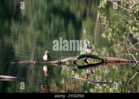 Holzenten ruhen auf einem Baumstamm Stockfoto