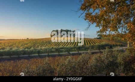 Baumgruppe auf einem Hügel über einem Weinberg und Olivenbäumen. Landschaft im Chianti-Gebiet bei Sonnenuntergang im Herbst. Pievasciata, Castelnuovo Berardenga, Tusca Stockfoto