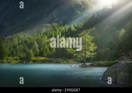 Letzte Sonnenstrahlen auf einer einsamen Tanne am Ufer des Arpy-Sees bei Sonnenuntergang im Sommer. Morgex, Region Aostatal, Italien Stockfoto