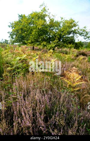 Wahner Heide, Deutschland. Heidekraut im deutschen Naturschutzgebiet Wahner Heide bei Köln. 30. August 2024 Stockfoto