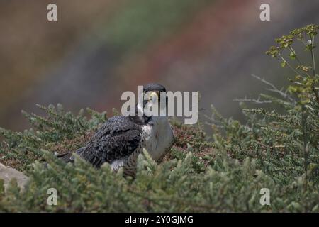 Erwachsener Wanderfalke Falco peregrinus starrend sitzende Büsche verschwommene farbige Blumen Stockfoto