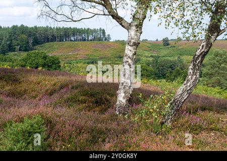 Blick auf Rockford Common im New Forest National Park im August oder Sommer, Hampshire, England, Großbritannien Stockfoto