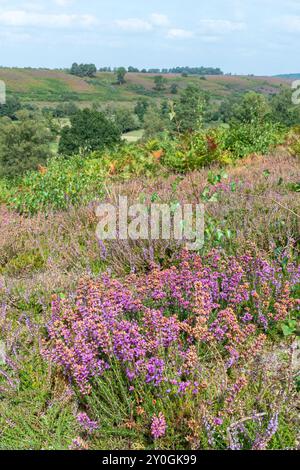 Blick auf Rockford Common im New Forest National Park im August oder Sommer, Hampshire, England, Großbritannien Stockfoto