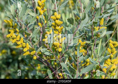 moormyrte (Myrica Gale) mit weiblichen Früchten in feuchter Heide in Hampshire, England, Großbritannien Stockfoto