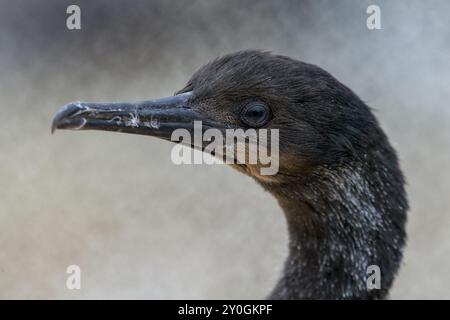 Wilde und freie Nahaufnahme des jungen Brandts Kormoran Phalacrocorax penicillatus Feathers Augenschnabel verschwommener Hintergrund San Diego. Stockfoto