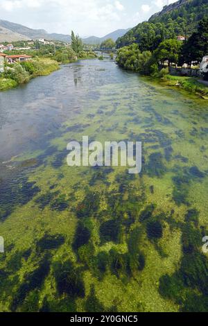 Blick von der Arslanagic-Brücke: Klares Wasser des Flusses Trebišnjica, durch das Sie Algen auf dem Boden, grüne Bäume und Berge sehen können Stockfoto