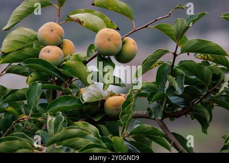 Persimmonbaum mit Früchten, die am Ende des Sommers an den Zweigen Reifen, Lorcha, Spanien Stockfoto