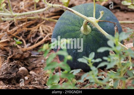 Reife Wassermelone im Boden des Obstgartens, Lorcha, Spanien Stockfoto