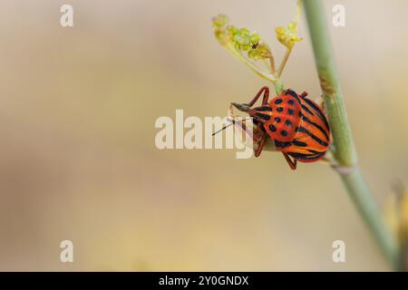 Gestreifter Stinkkäfer Graphosoma lineatum mit negativem Raum auf Fenchelpflanze, Lorcha, Spanien Stockfoto