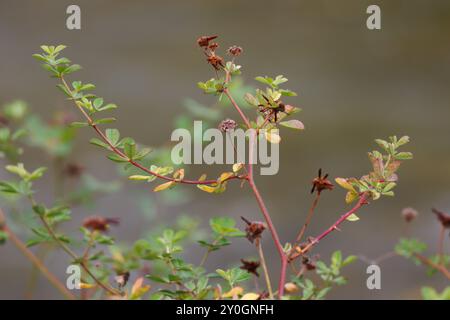 Herbstfärbung auf brombeerblättern, Lorcha, Spanien Stockfoto