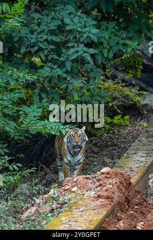 indischer wilder männlicher Tiger panthera tigris steht in der Nähe des Waldwegs mit Augenkontakt und natürlichem grünem Hintergrund in der Wintersaison Wildtiersafari Stockfoto