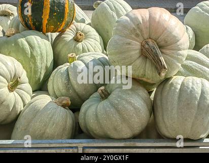 Große Kürbisse auf dem lokalen Markt: Bereit für Halloween. Squash-Leistung. Stockfoto