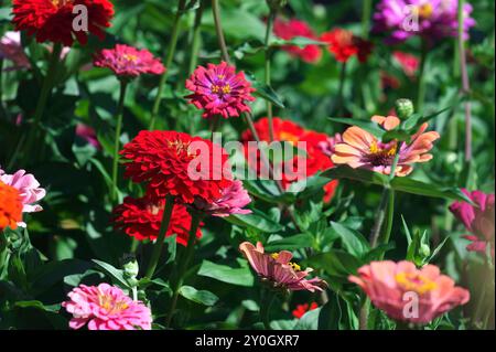 Zinnia „State Fair“ (Zinnia elegans) – eine farbenfrohe jährliche Ausstellung mit bis zu 6" Blüten. Stockfoto